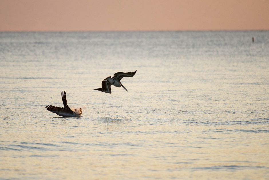 A coastal bird along the shores of the Alabama Gulf Coast