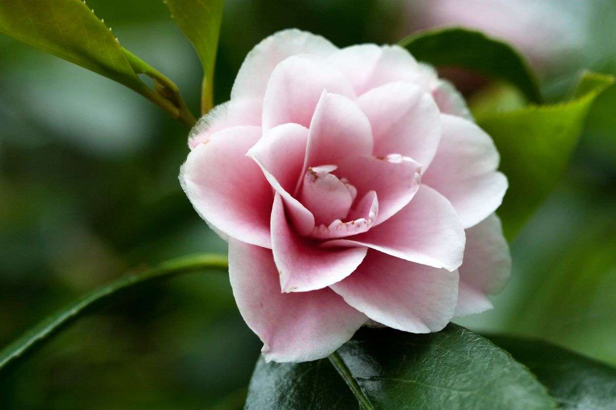A pink camellia flower in full bloom among green leaves