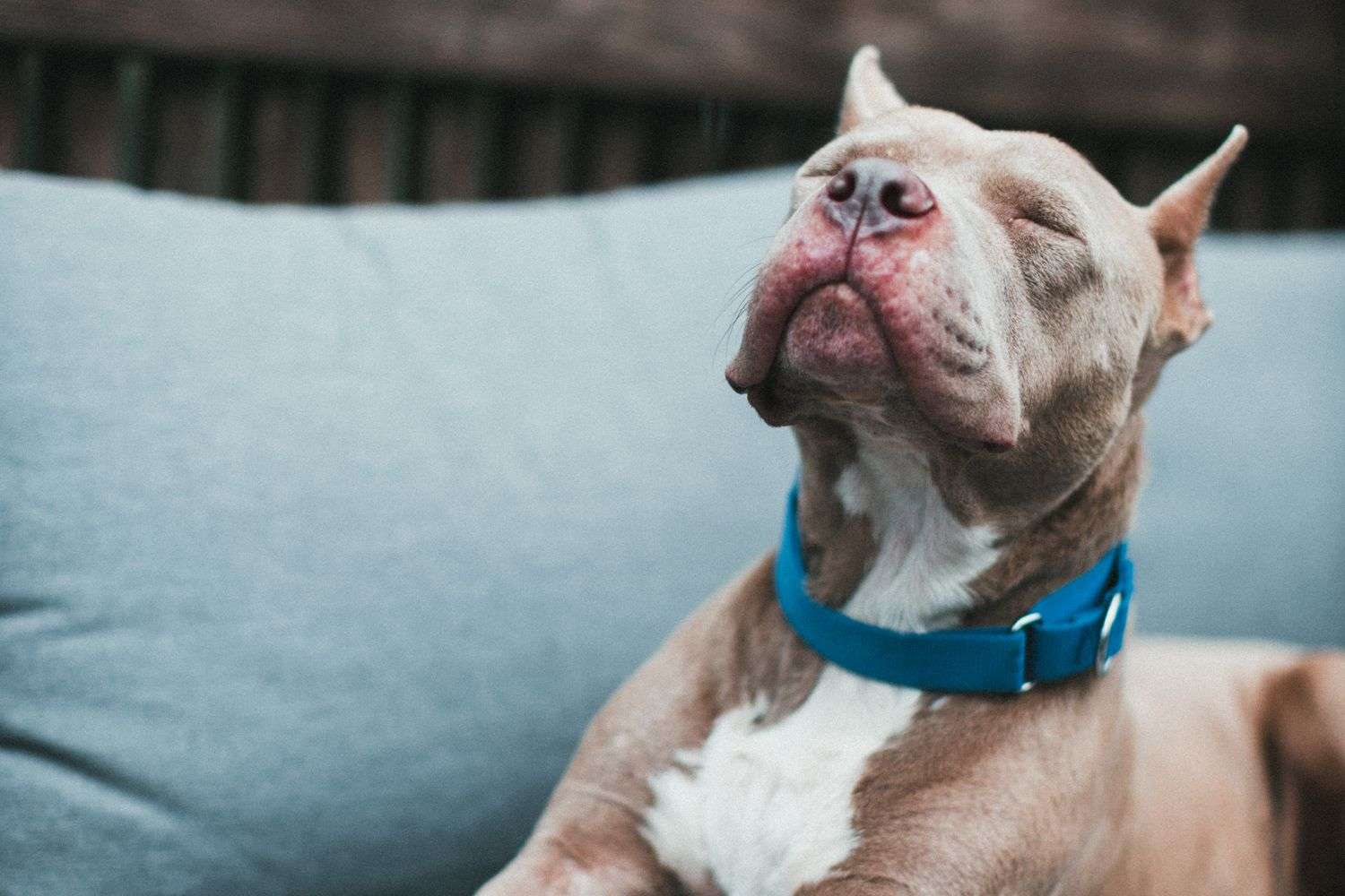 A pit bull-type dog standing outside
