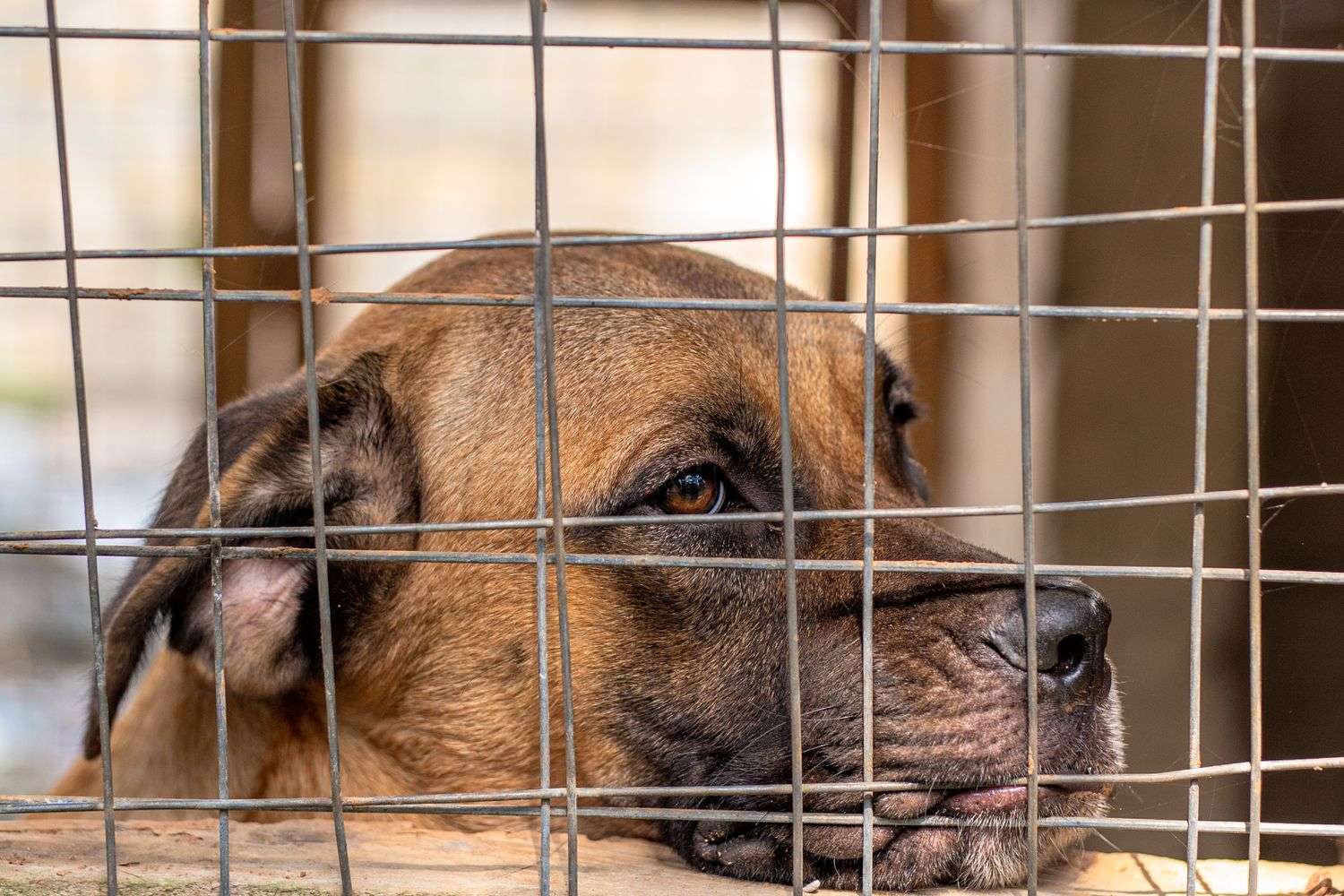 A dog looking out from behind wire fencing in an animal shelter kennel