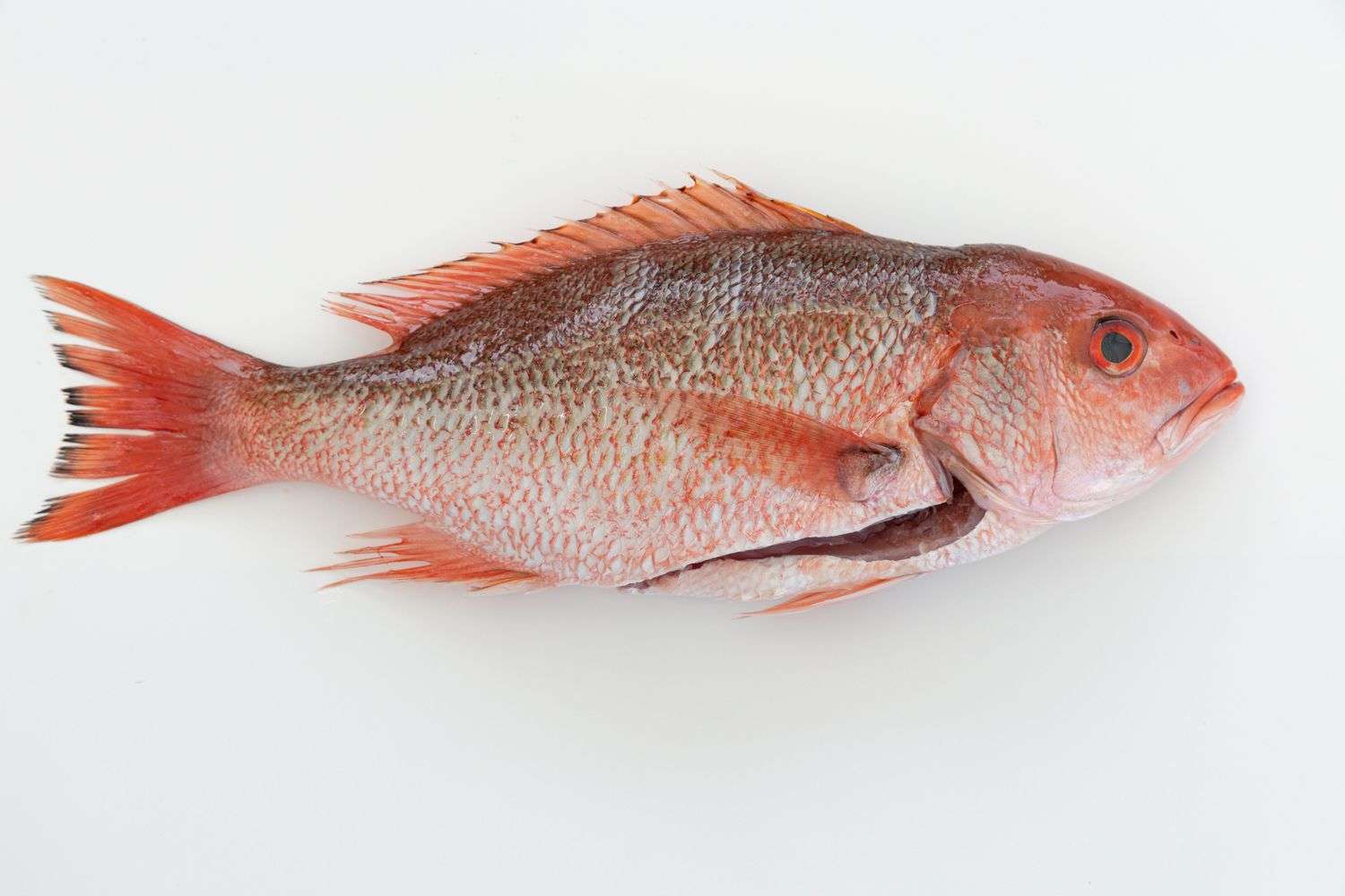 A red snapper, the prized Gulf of Mexico reef fish sought by recreational anglers
