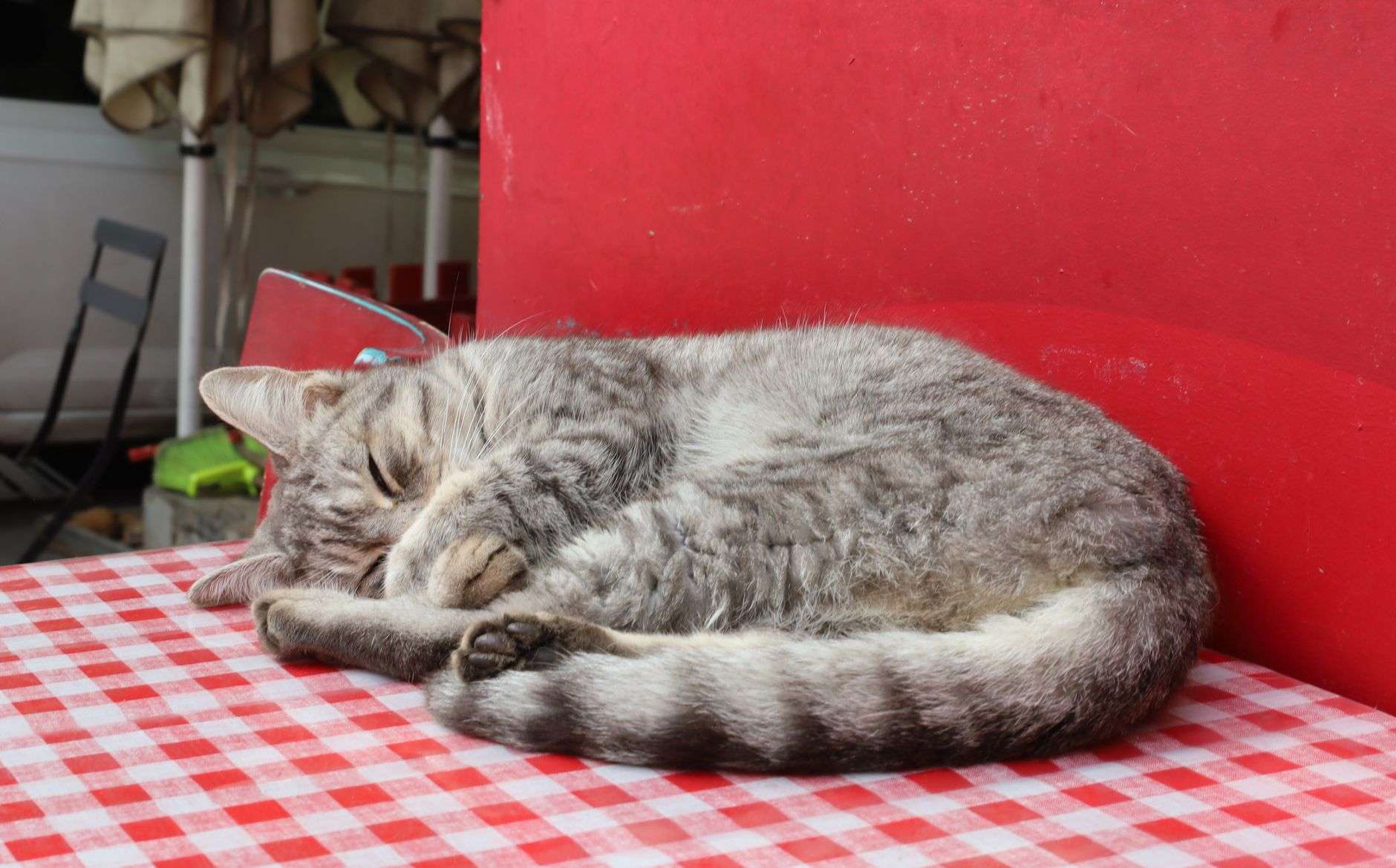 Cats relaxing in a cat cafe setting