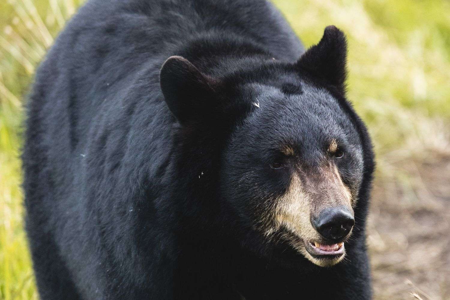 A black bear standing in a residential backyard in Saraland, Alabama