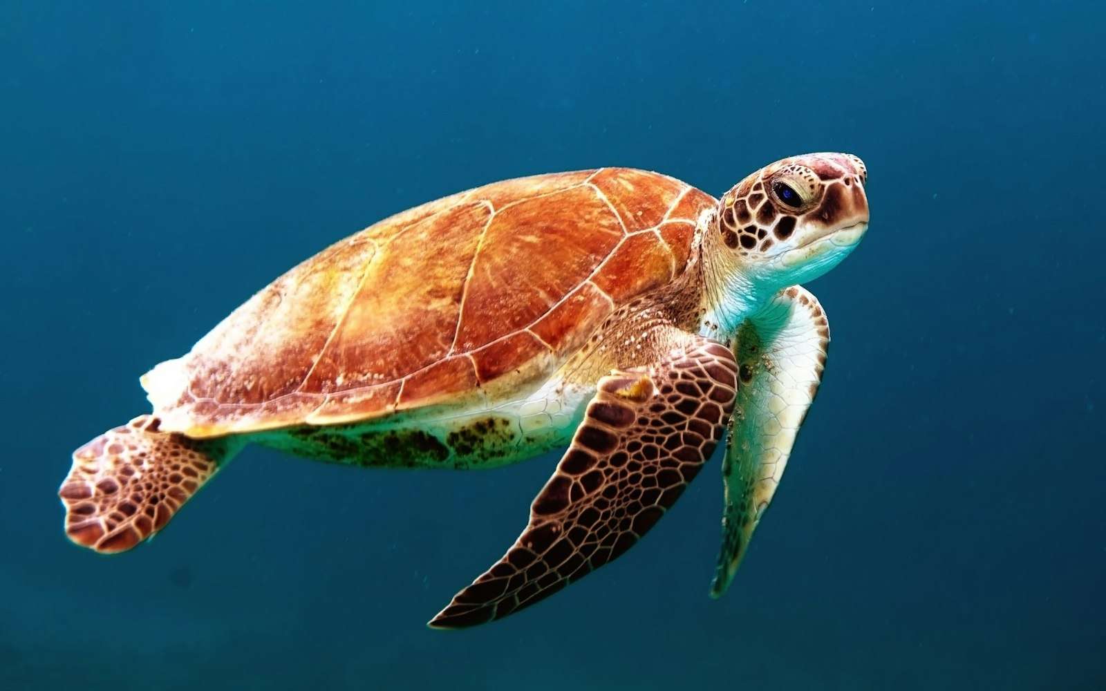 A sea turtle swims underwater, representing the nesting turtles of Dauphin Island