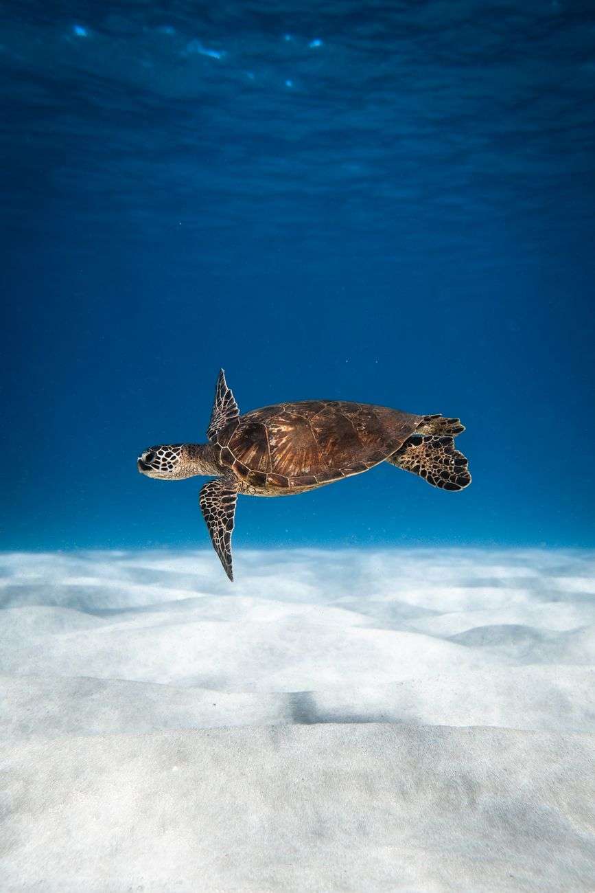 A sea turtle swimming through clear blue Gulf water