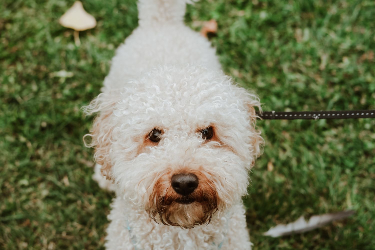 A young Schnoodle puppy with soft curly white and tan fur, on a leash outdoors on grass