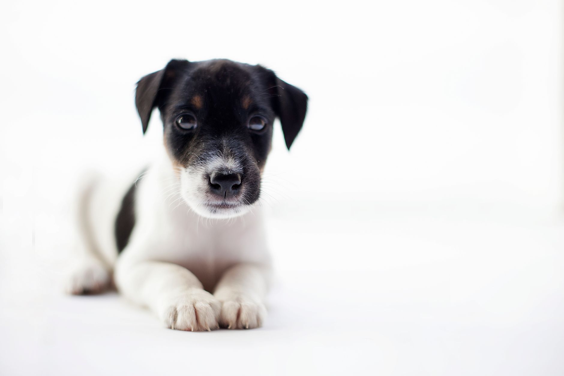 A small black, white, and tan terrier mix puppy lying down against a plain light background.