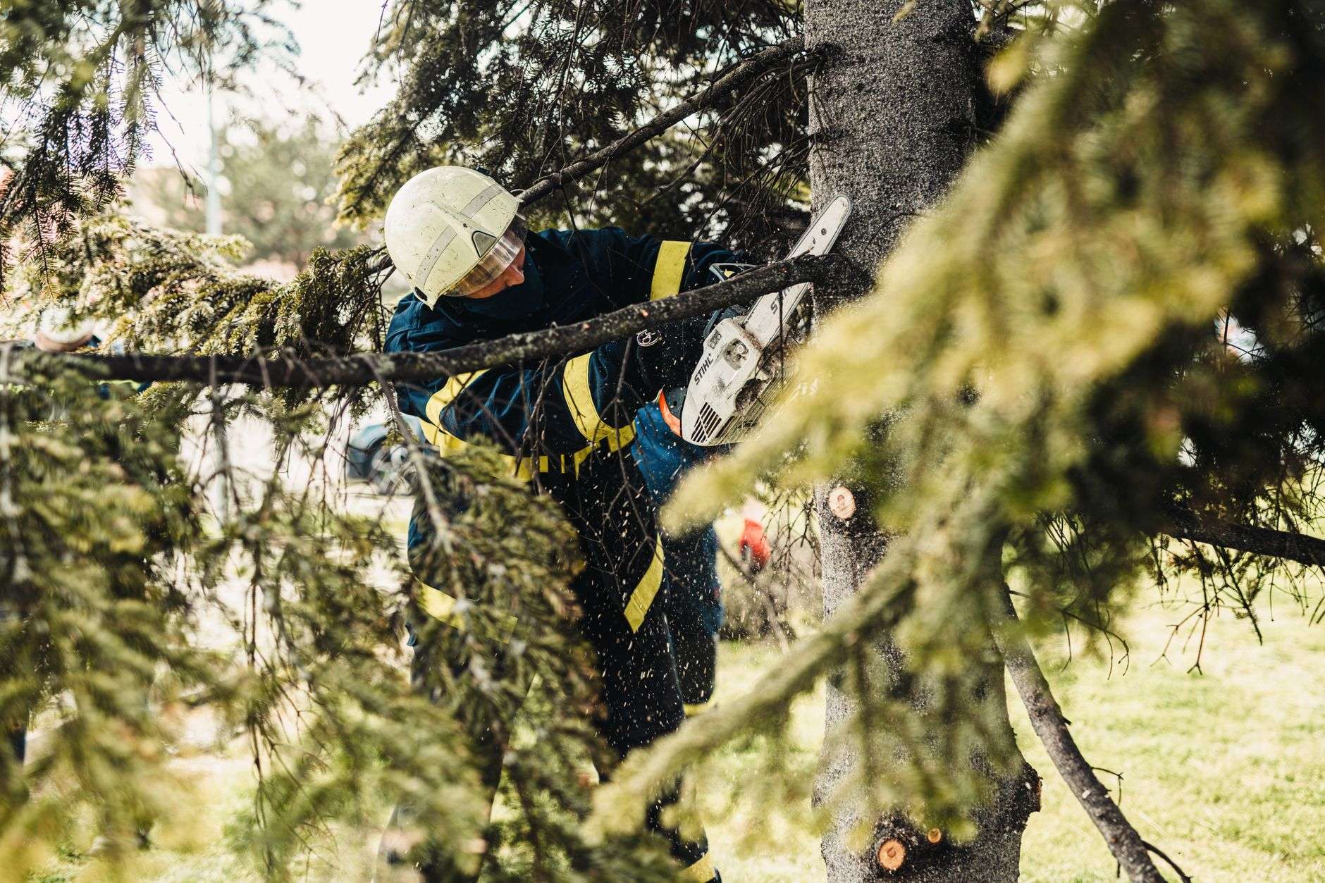 A worker trimming tree branches with professional equipment