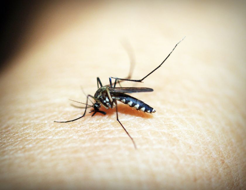 Close-up photograph of a mosquito resting on a leaf