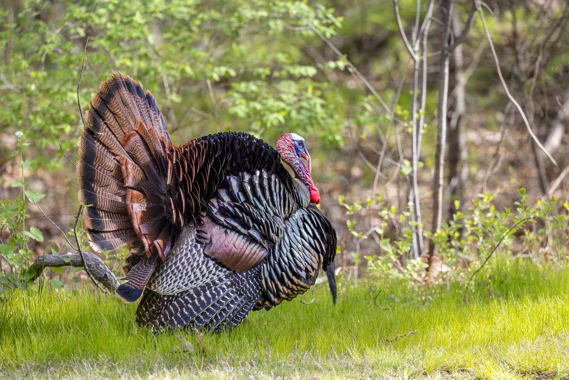 Wild turkey displaying plumage in a spring forest