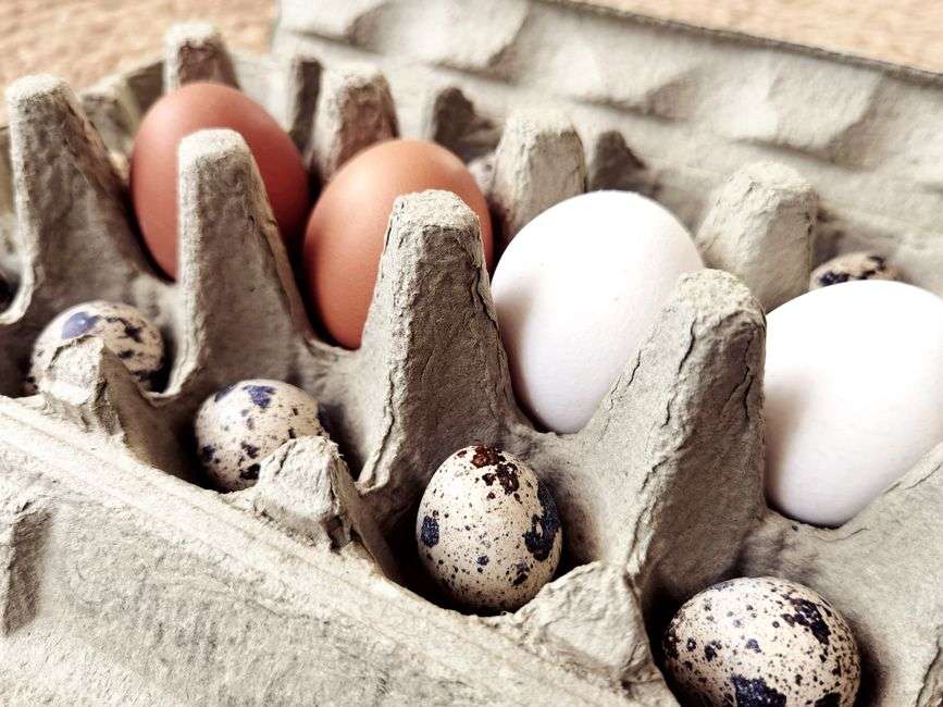Fresh brown eggs in a carton with chickens in the background