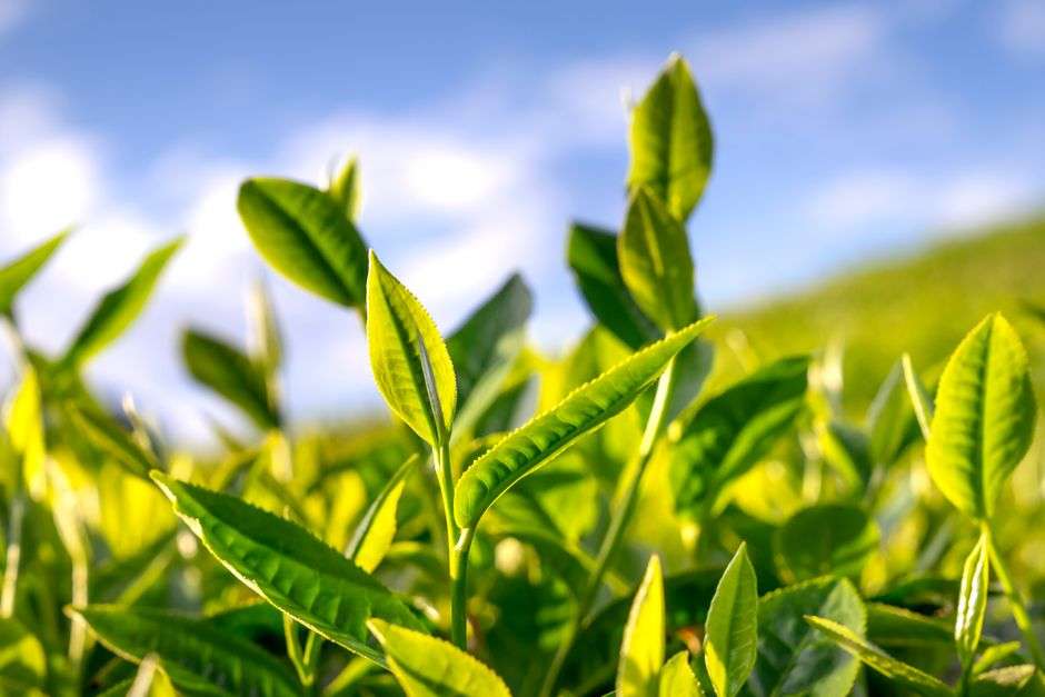 Green tea leaves drying on racks at a tea plantation