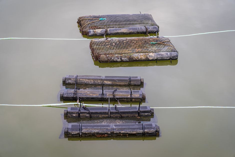 Floating oyster farm cages on coastal bay water
