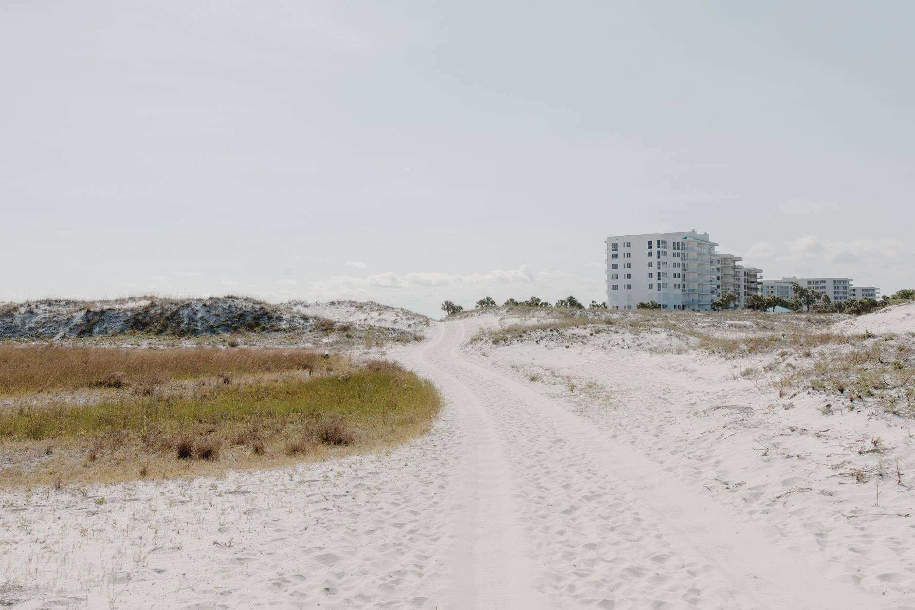 Sea oats growing on white sand dunes along the Gulf Coast