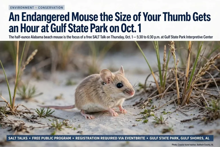 Illustration for the news story: An Endangered Mouse the Size of Your Thumb Gets an Hour at Gulf State Park on Oct. 1