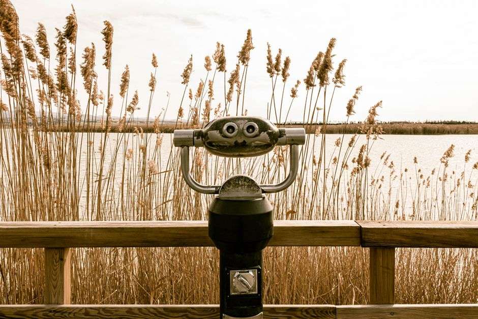 A birdwatcher with binoculars observing birds across coastal wetlands