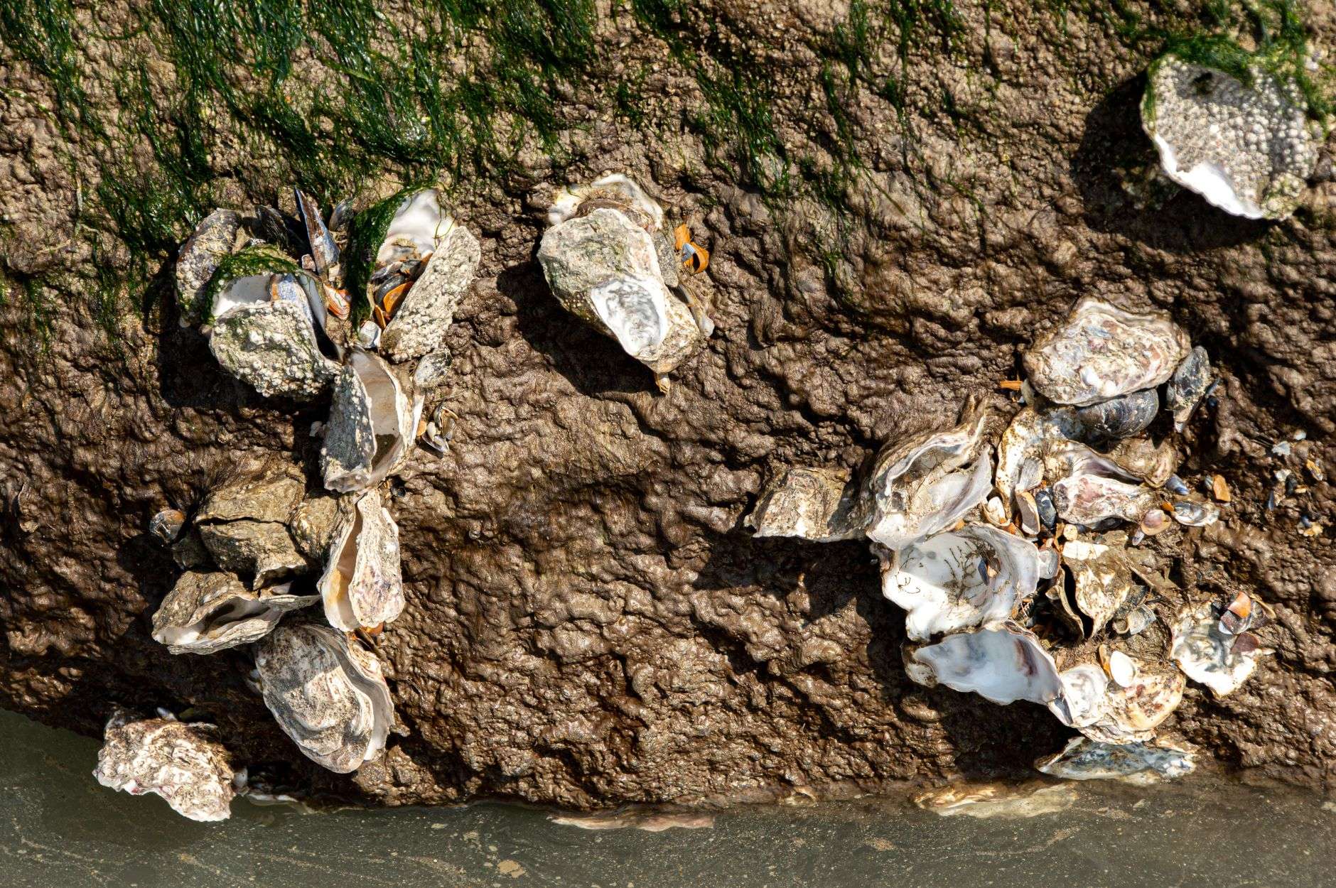 Oyster shells clustered along a coastal shoreline