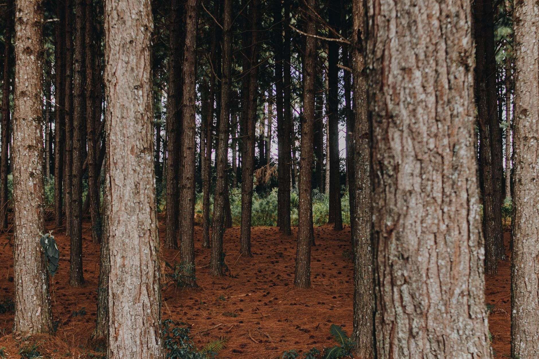A stand of tall southern pine trees in a managed forest