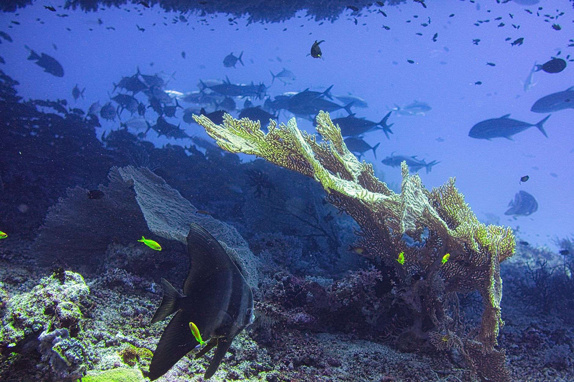 Schooling fish around a submerged reef structure underwater