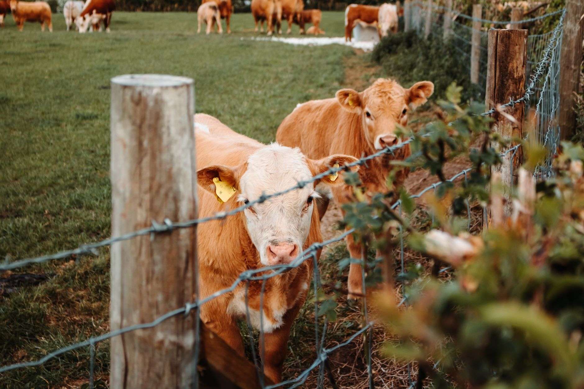 Cattle grazing in a fenced pasture on a rural ranch