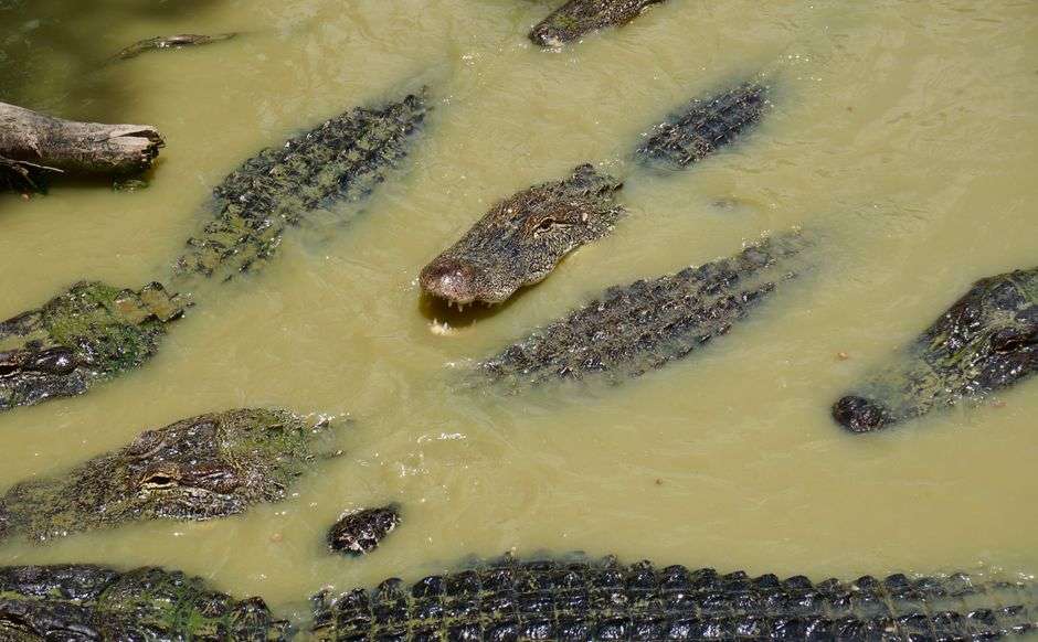 American alligator resting at the edge of a freshwater marsh