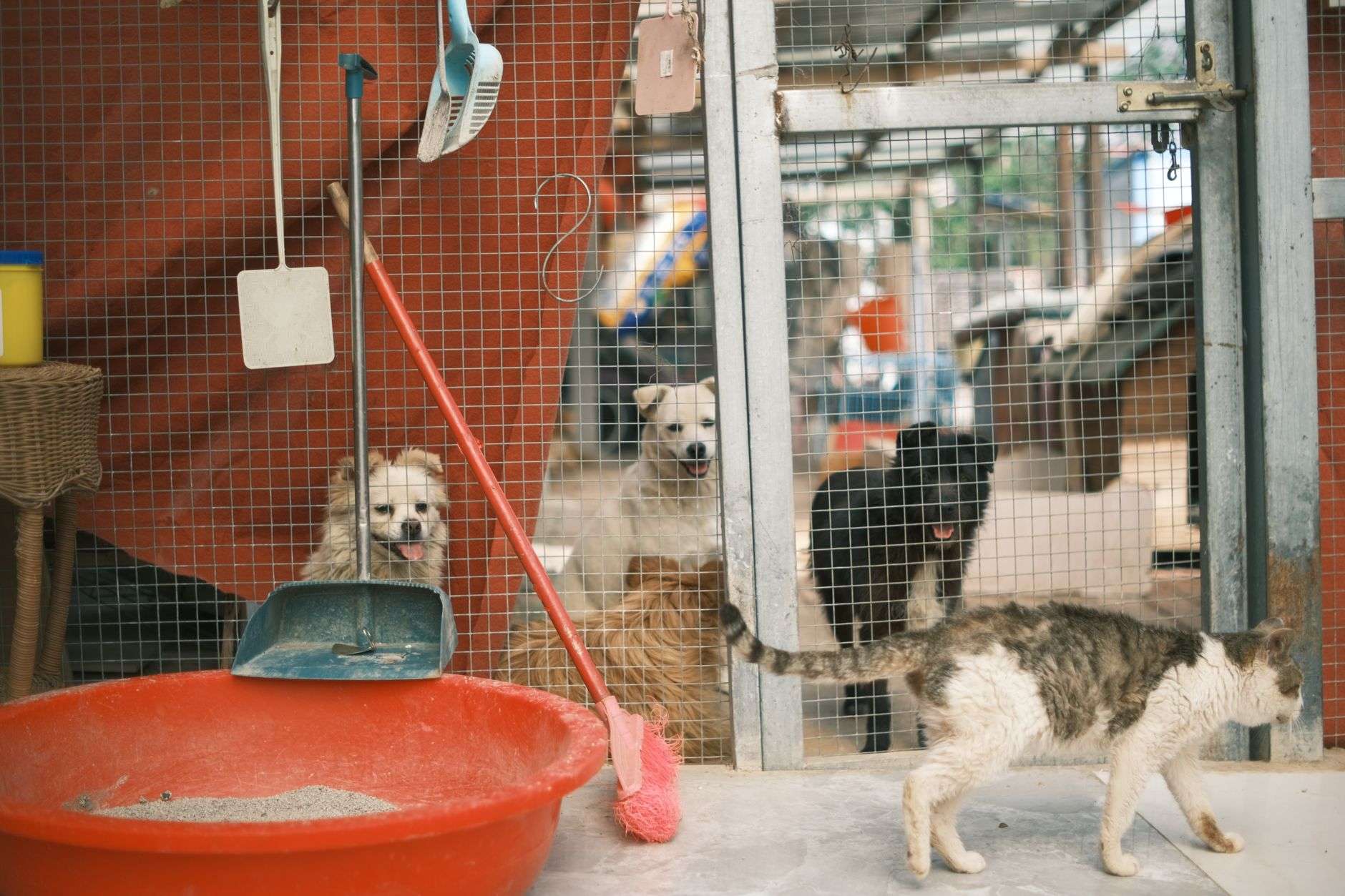 Rescue dog waiting at an adoption event