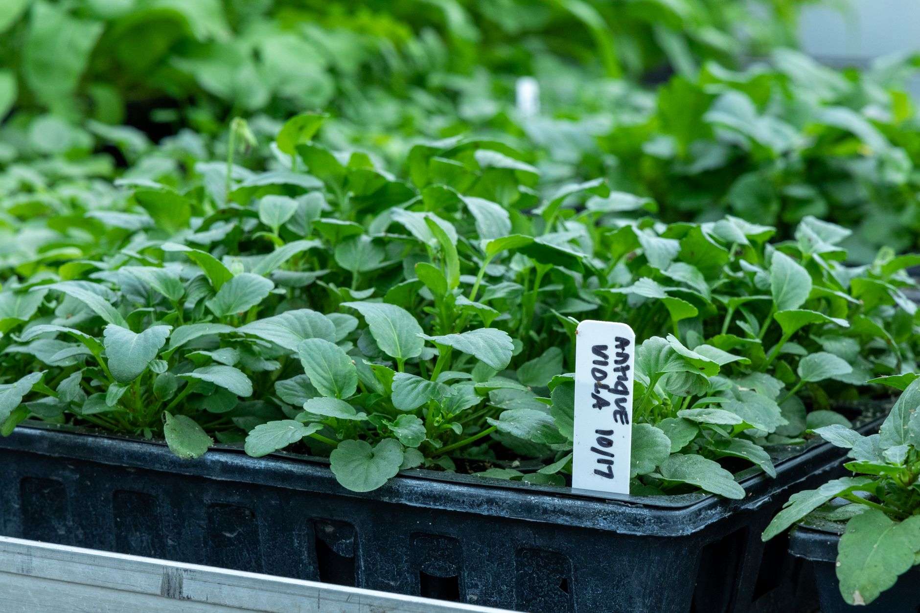 Plants displayed at a garden center nursery