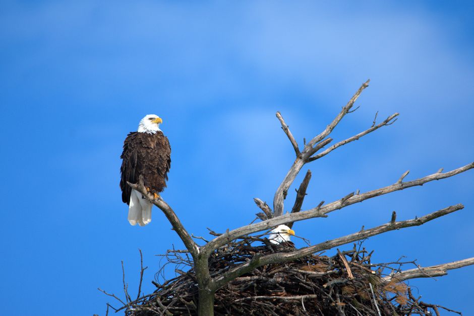 Bald eagle perched in a tall tree near its nest