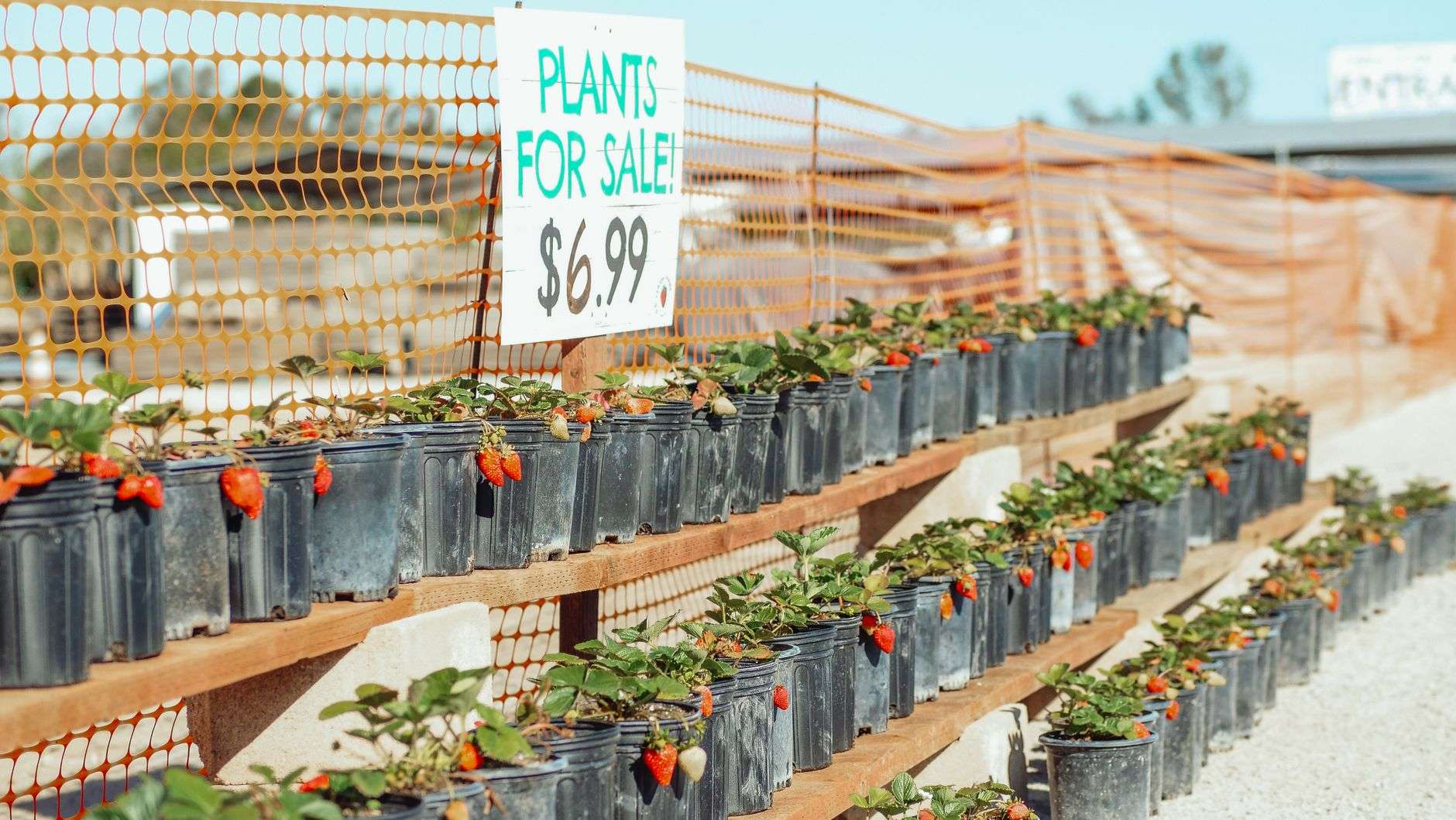 Rows of potted flowering plants and shrubs at an outdoor plant sale