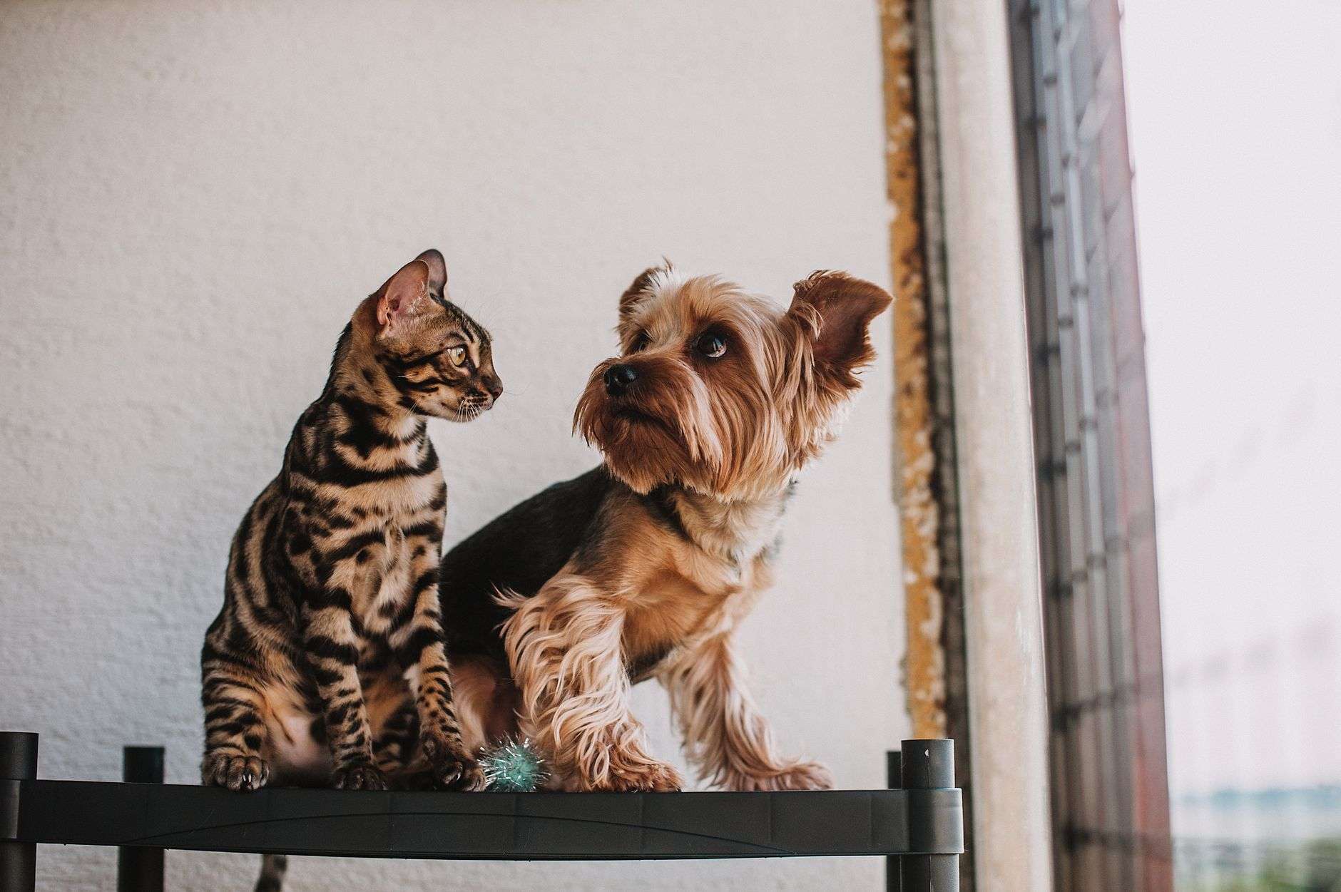 A dog and a cat resting together indoors