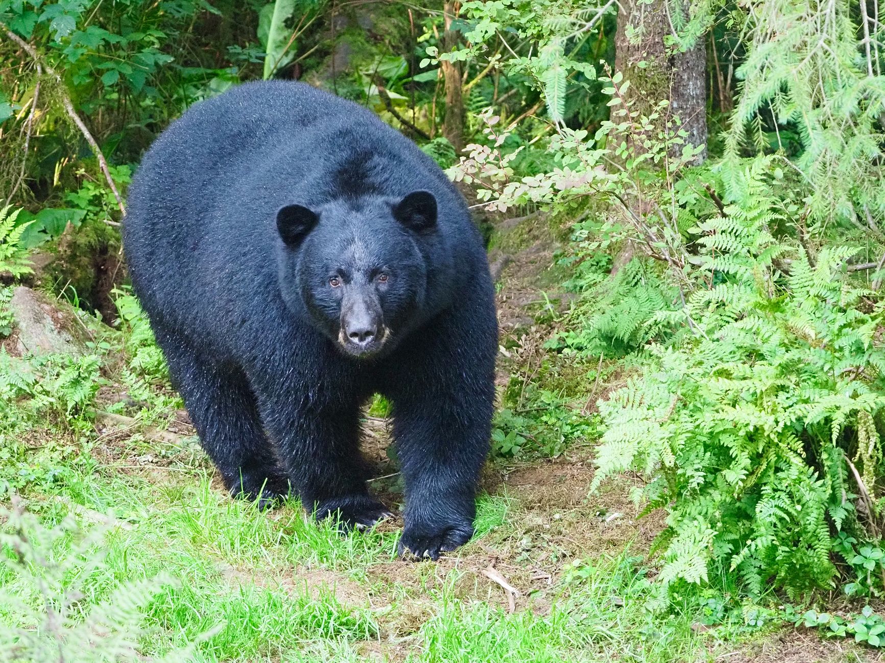 An American black bear walking through a forest