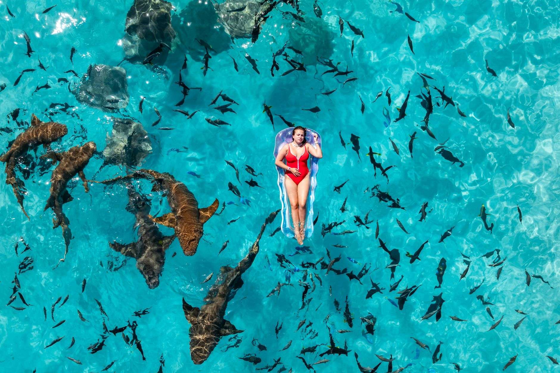 A shark swimming through clear ocean water near the surface