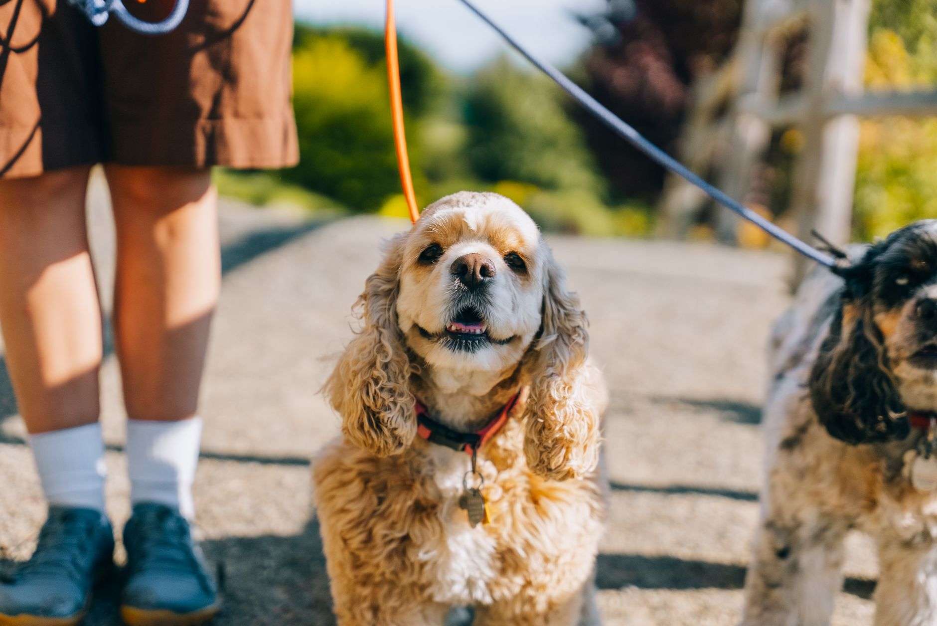 Dogs and their owners gathered at an outdoor dog park