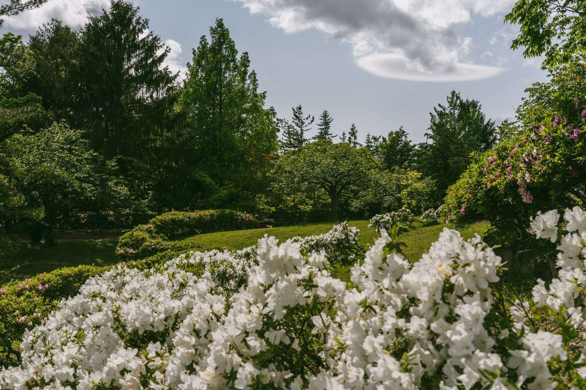 Pink and white azaleas bloom along a shaded garden path in early spring