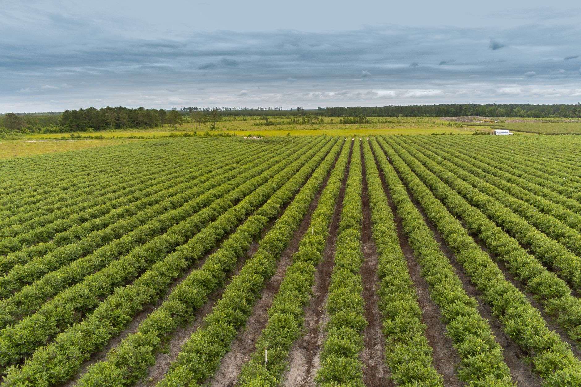 Rows of blueberry bushes with ripening berries on a farm