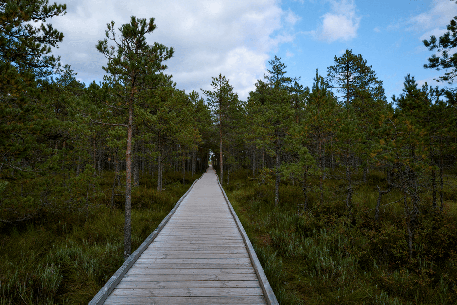A paved multi-use trail winding through green coastal forest under a blue sky