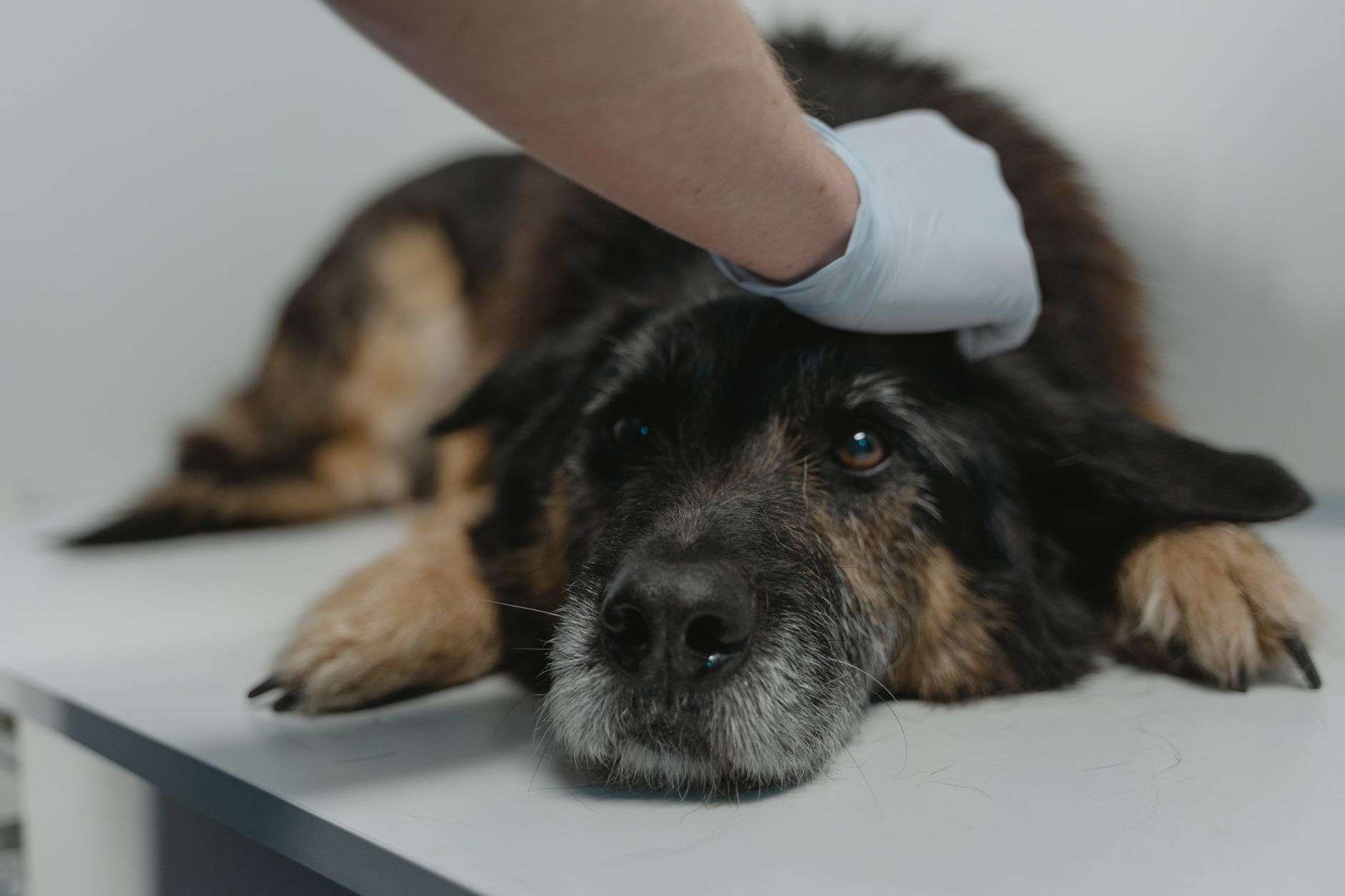 A calm dog in a vest sitting beside a person receiving comfort