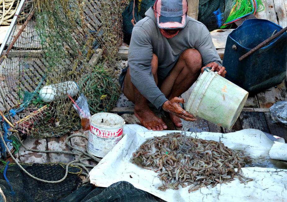 Buckets of fresh Gulf shrimp beside a shrimp boat at a dock