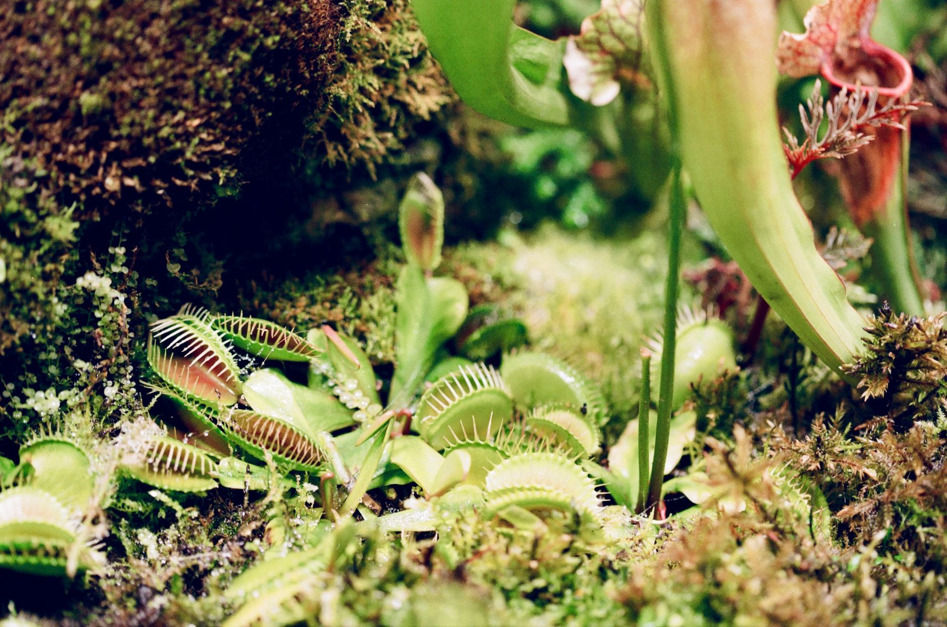 Pitcher plants rising from a wet coastal bog