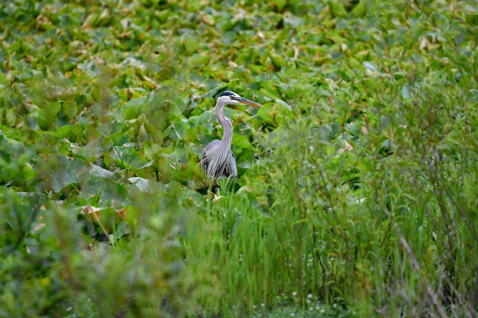 A great blue heron standing amid dense marsh grasses and lily pads