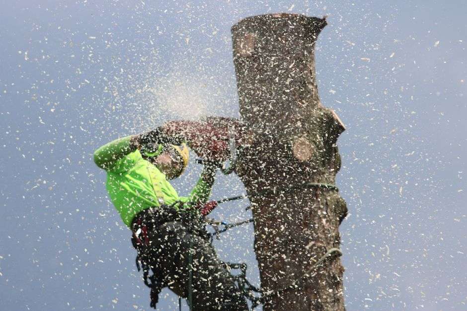 Arborist working from a bucket truck to trim a large mature tree