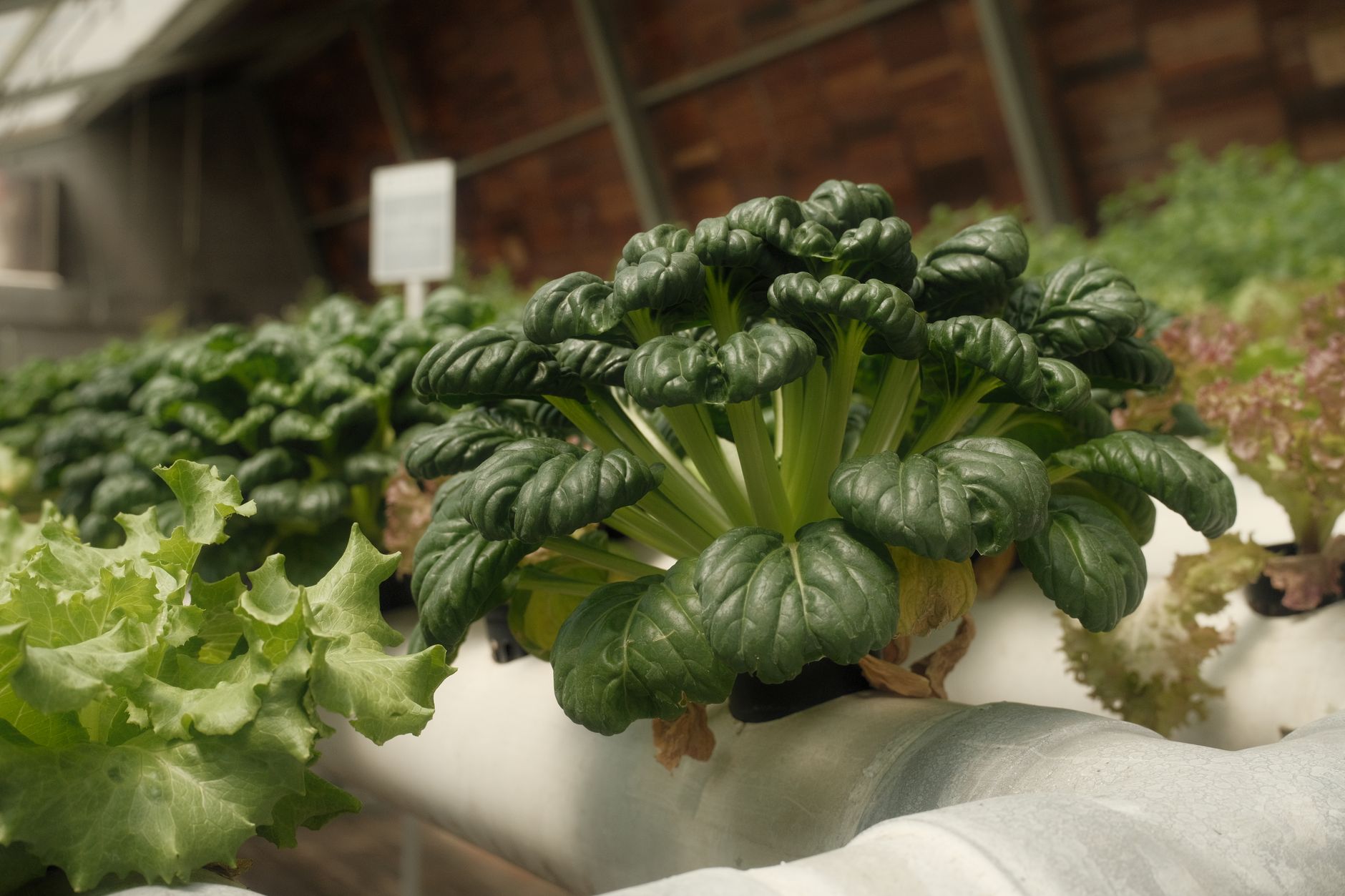 Rows of green lettuce growing in hydroponic channels at a farm