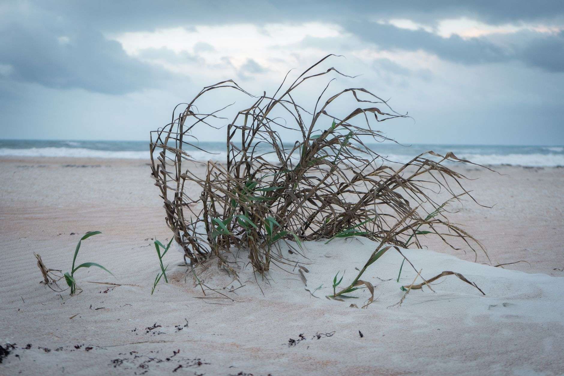 Coastal sand dunes covered in sea oats, illustrating the dune habitat of the endangered Alabama beach mouse