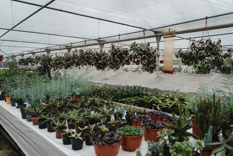 Rows of plants inside a garden nursery greenhouse at a Baldwin County garden center
