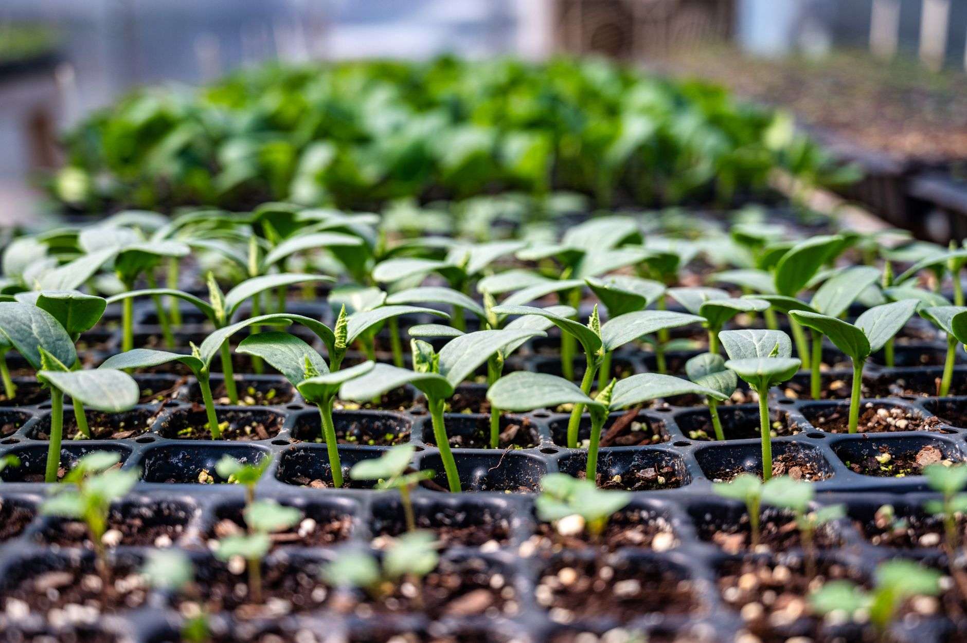 Young plants growing in propagation trays inside a greenhouse