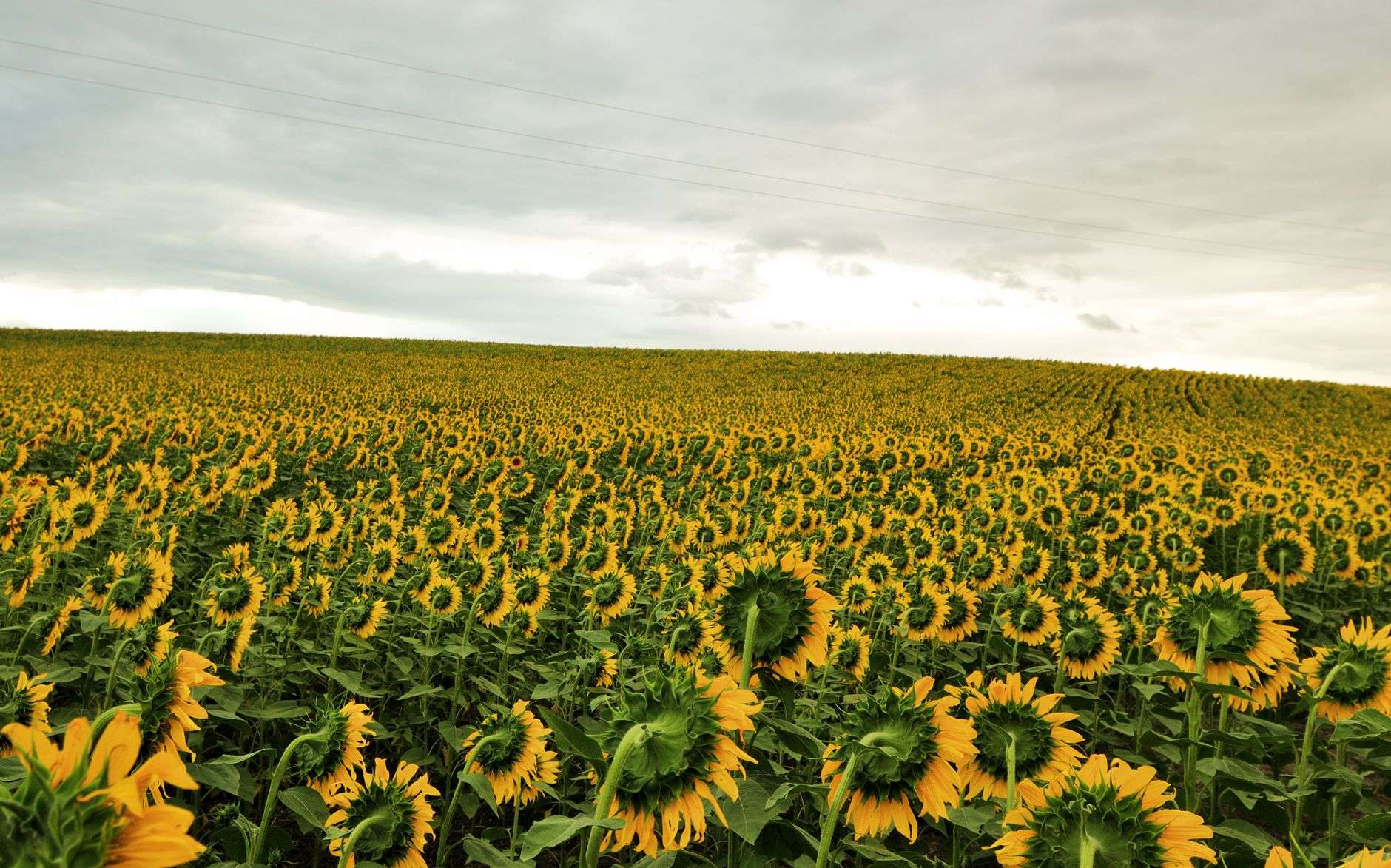 Rows of tall sunflowers in full bloom under a blue sky