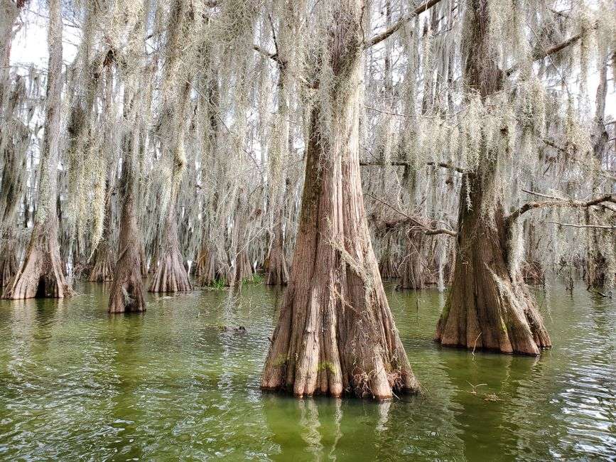 Cypress trees standing in wetlands along a river delta channel