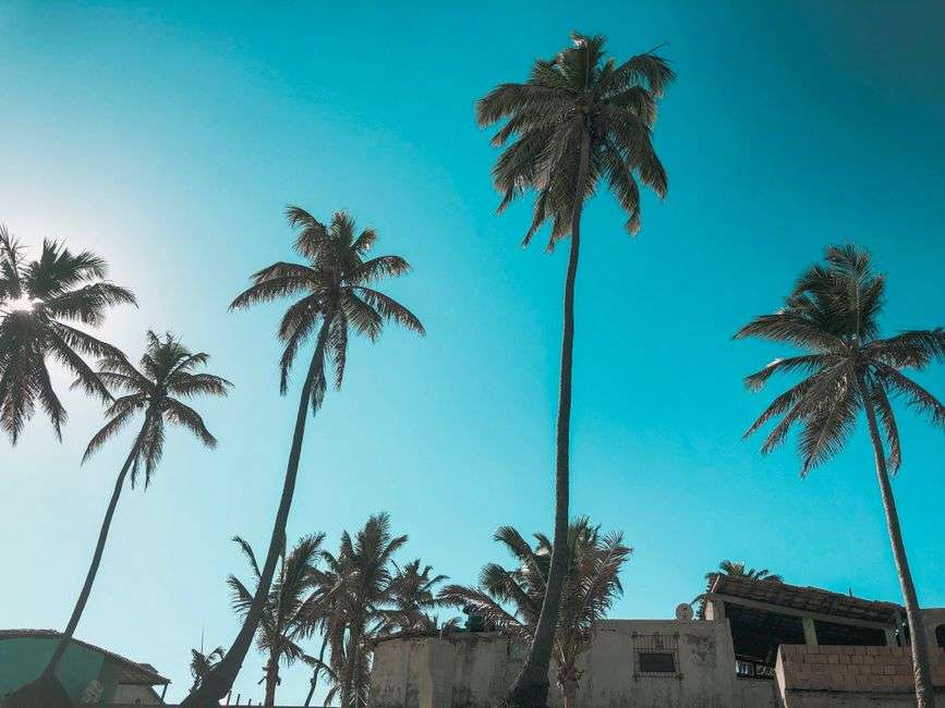 Palm trees leaning over a quiet tropical beach
