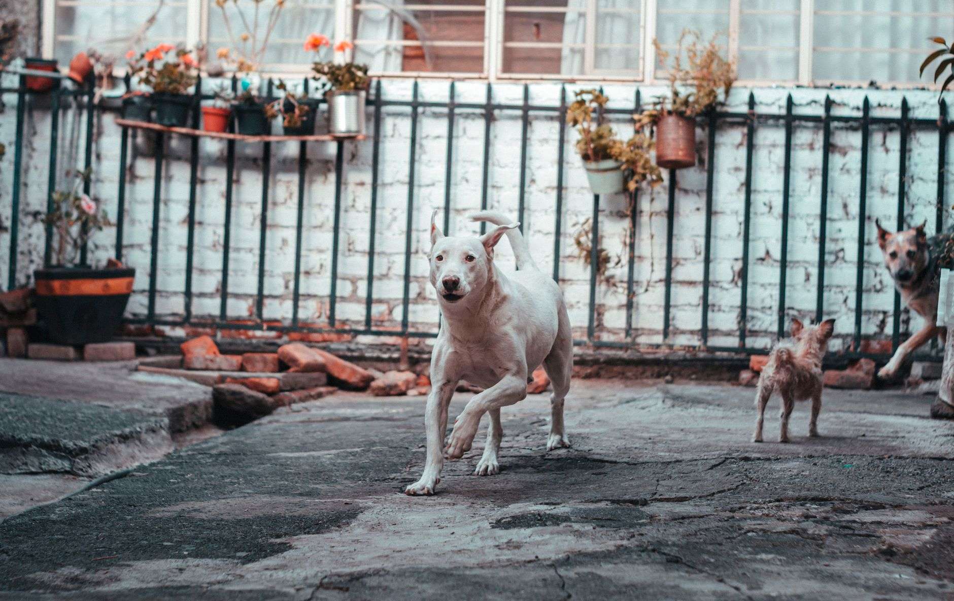 A dog in a fenced outdoor yard, illustrating new statewide standards for the care and confinement of outdoor dogs