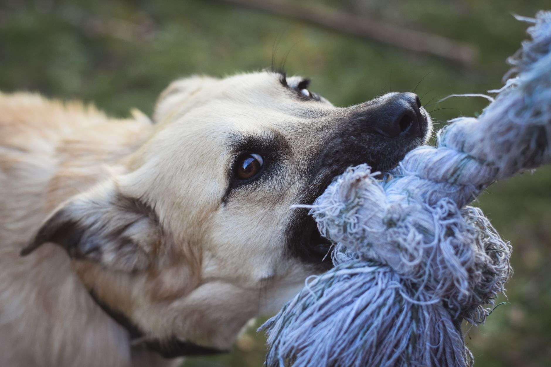 A tan dog biting a knotted blue rope tug toy outdoors